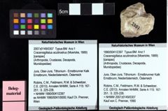 Foto (Objket + Etiketten) von Cracensigillatus acutirostrus (Moericke, 1889) 